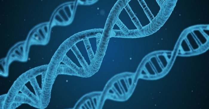 Savantii au stocat 2 MB de date pe un fragment de ADN uman