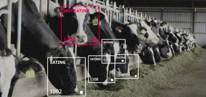 Tehnologia digitala si recunoasterea faciala a animalelor din ferma